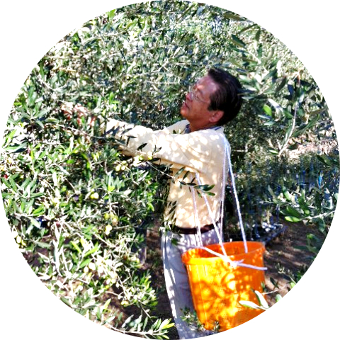 南あわじオリーヴ園による【淡路島産プレミアムオリーヴ】2013 秋の収穫風景